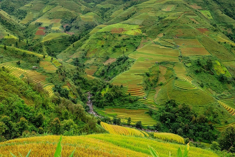 Traditional Rice Harvest